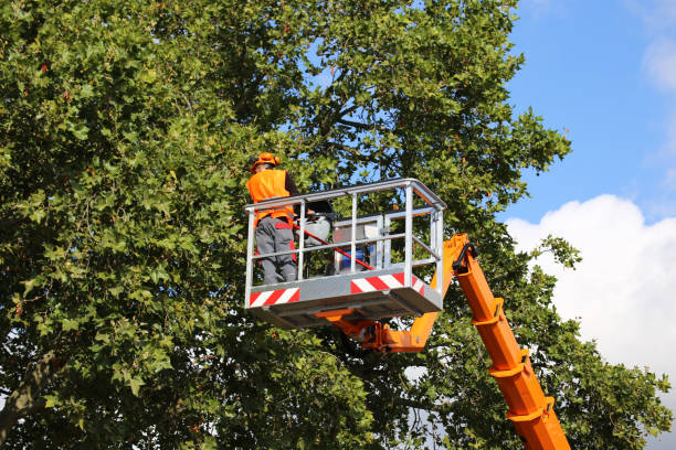 Best Tree Root Removal  in Bull Shoals, AR